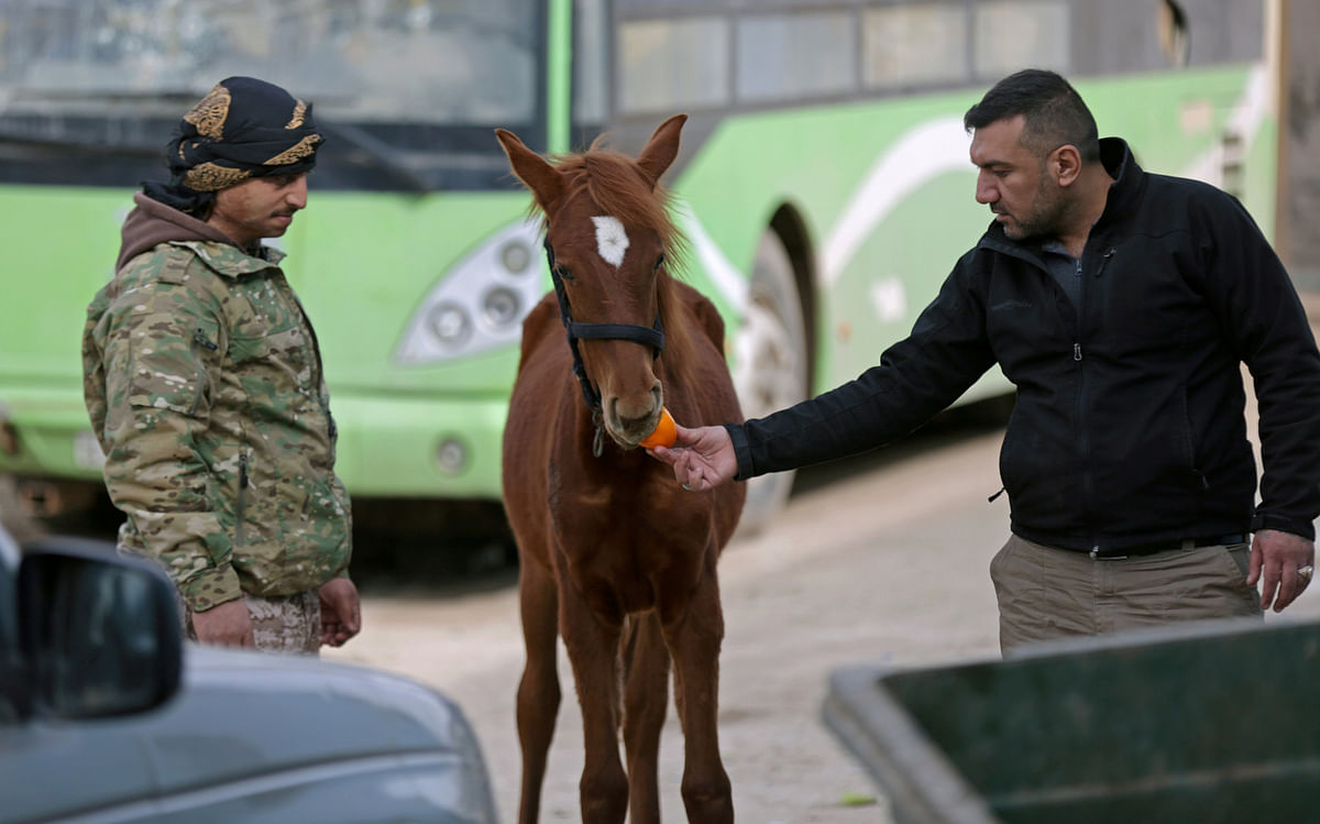 A Turkish-backed Free Syrian Army fighter feeds a horse in the town of al-Rai, Syria on 14 February 2018. Photo: Reuters