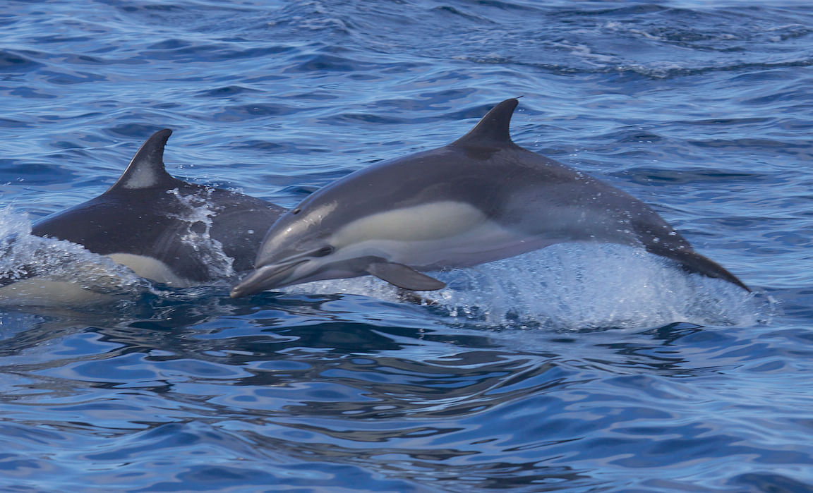 Short-beaked common dolphins. Photo: Collected