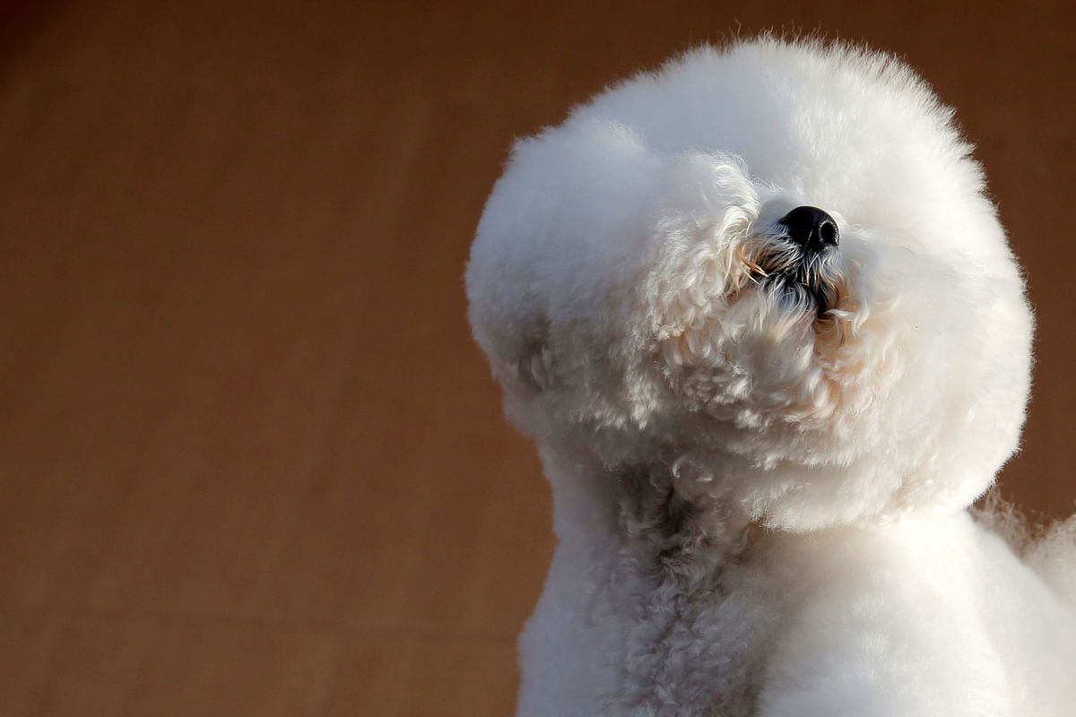 Flynn, a Bichon Frise, appears at the One World Observatory a day after winning the `Best in Show` at the Westminster Kennel Club Dog Show in Manhattan, New York, US on 14 February 2018. Photo: Reuters