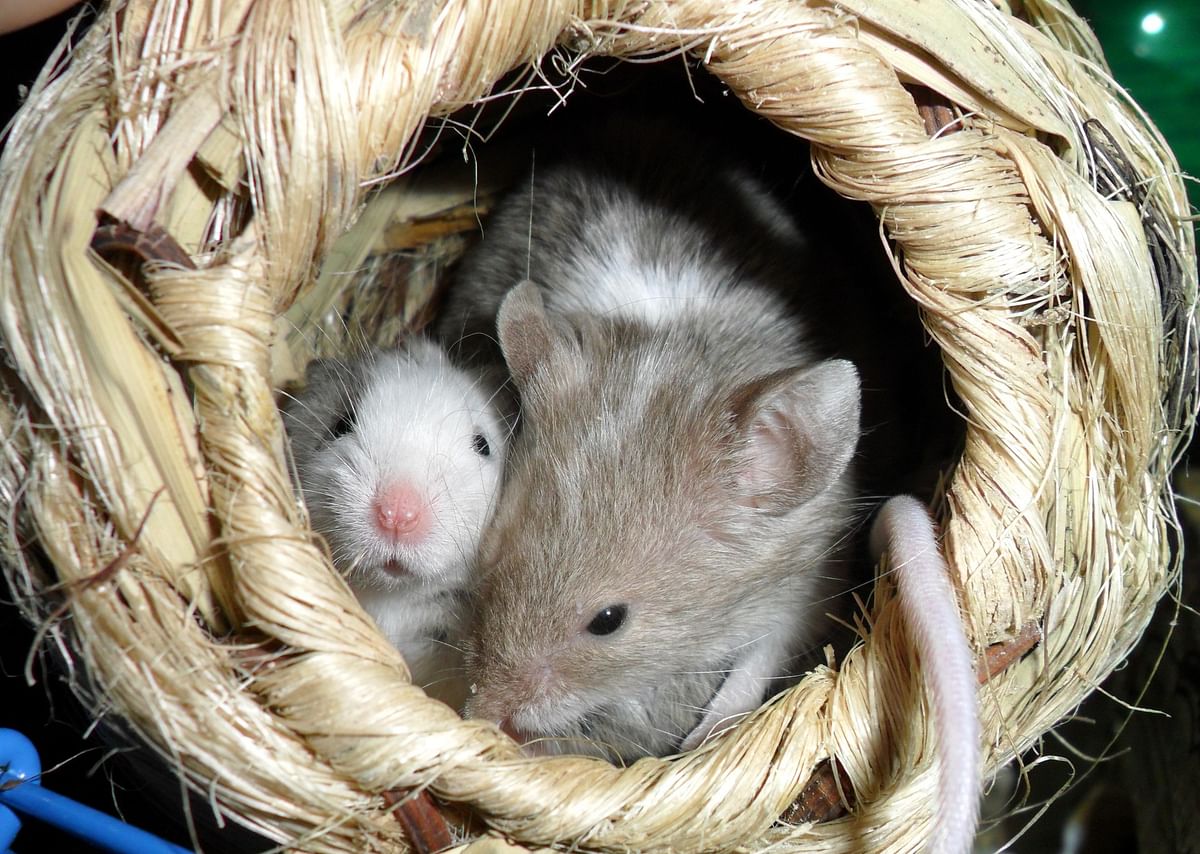 Scientists have found a gene in mice responsible for controlling the expression of a protein that pumps cholesterol out of cells in the artery wall. Photo: Collected