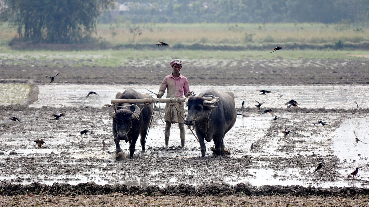A flock of Drongo fly to catch moths comes out of the ground as a farmer levels his field before plantation in Naudapara, Pabna on 15 February. Photo: Hasan Mahmud