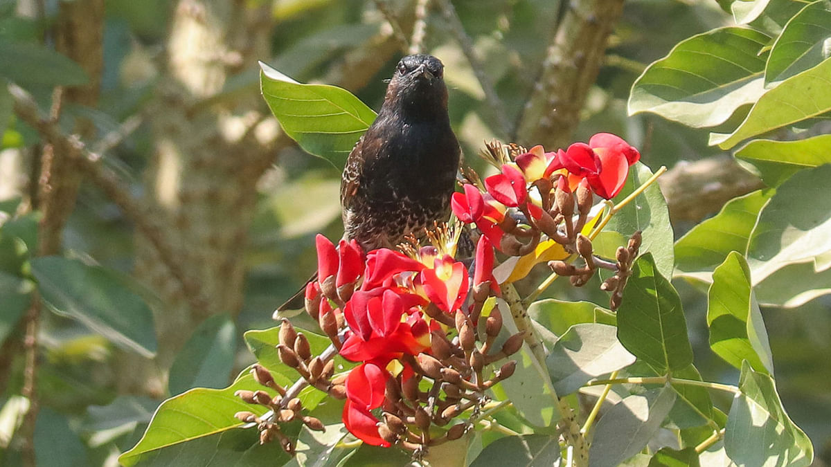 A Bulbul bird sits on one of the Mandar tree (Tiger claw) flowers for nectar in Mithakhali, Mongla, Khulna on 14 February. Photo: Saddam Hossain