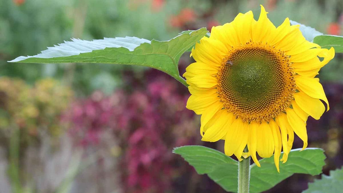 A blooming sunflower in Khangracchari. The photo was taken on 18 February. Photo: Nerob Chowdhury