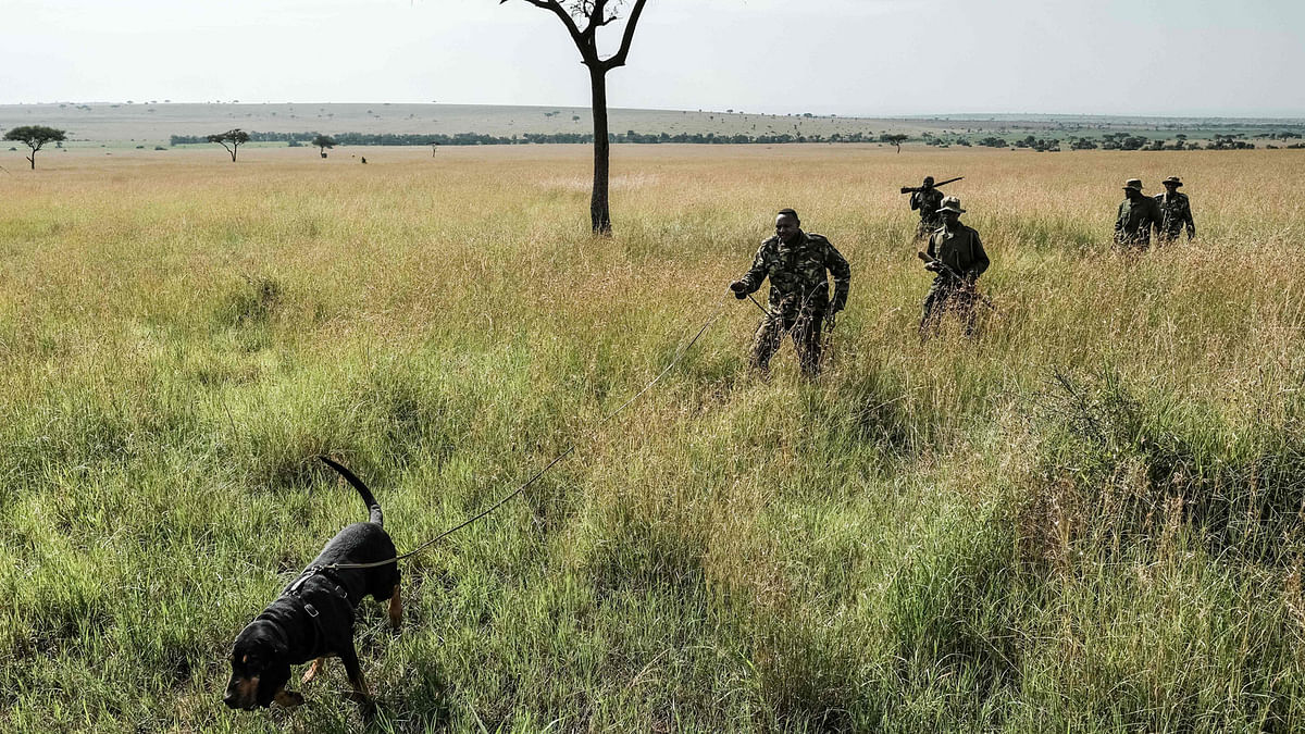 Kenyan ranger of the canine unit Maseto Sampei holds his bloodhound during their trace training in the Mara Triangle, the north-western part of Masai Mara national reserve managed by non-profit organization Mara Conservancy, in southern Kenya, on 24 January, 2018. Photo: AFP
