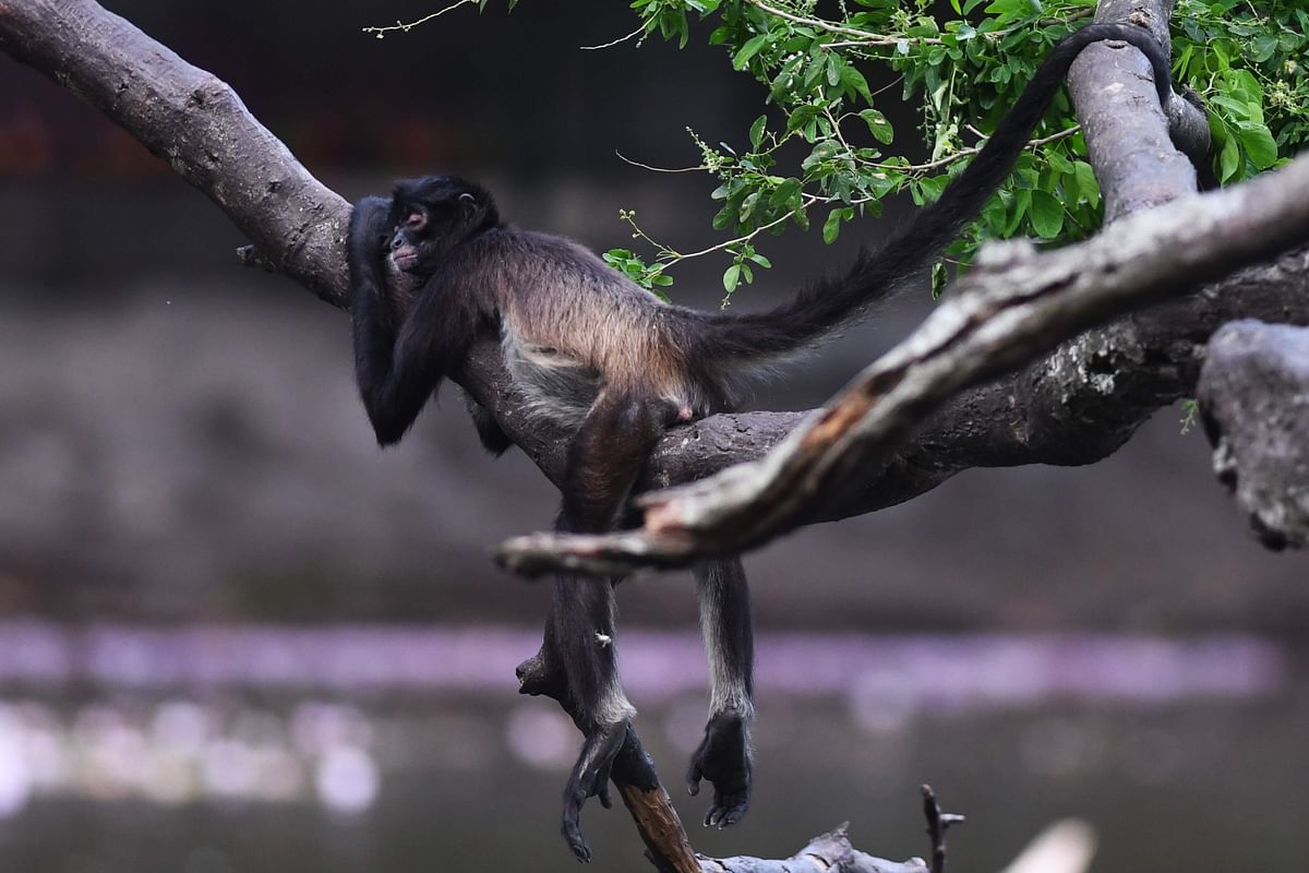 A spider monkey (Ateles geoffroyi) is pictured at Salvador`s National Zoo on 21 February. Photo: AFP