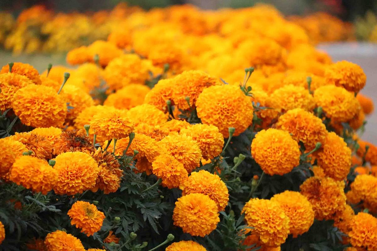 Stunning marigold flowers bloom at Girishobha Park in Khagrachhari town. Nerob Chowdhury took this photo on 22 February.