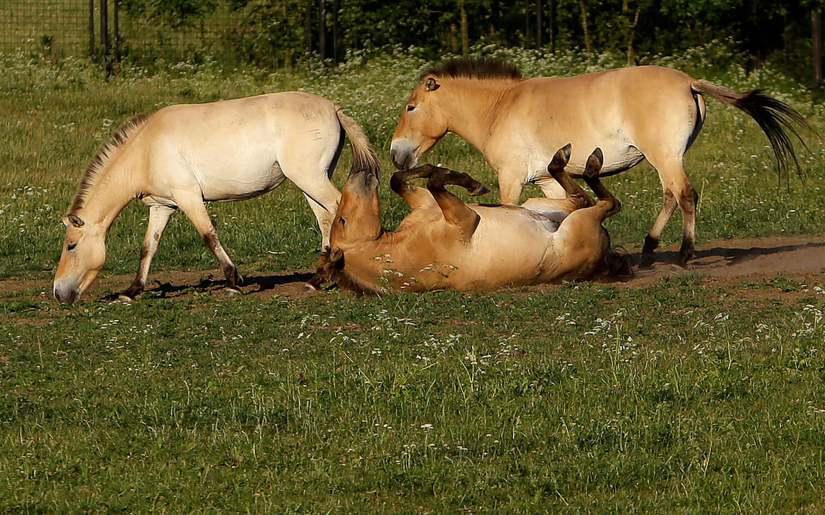 Przewalski`s horses graze on a meadow at the acclimatisation enclosure in the village of Dolni Dobrejov near the city of Tabor, Czech Republic on  18 June, 2017. Photo: Reuters