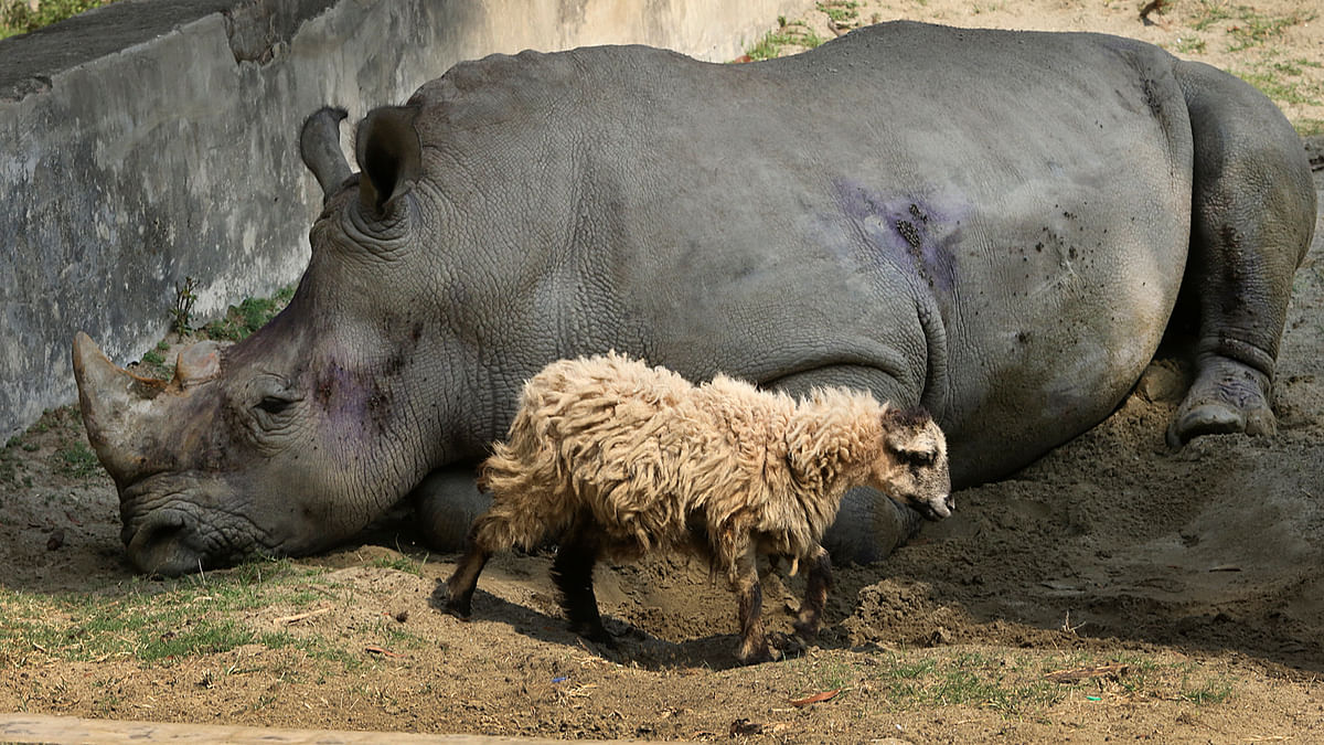 A pair of rhinoceros was brought to Dhaka zoo from South Africa in 2011. The male died in 2013. This sheep has kept the female rhino company since then. Ashraful Alam took this photo on 26 February.