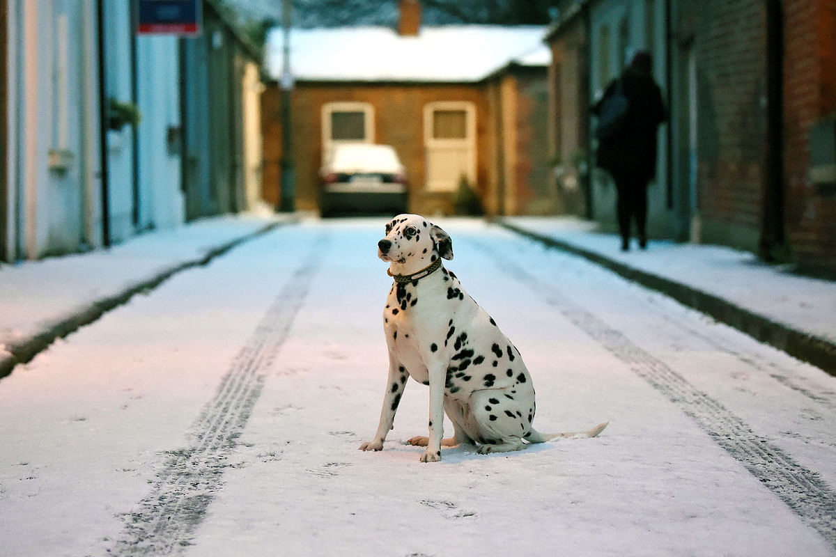 Otta the Dalmation dog sits in the fallen snow in Dublin, Ireland on 27 February. Photo: Reuters