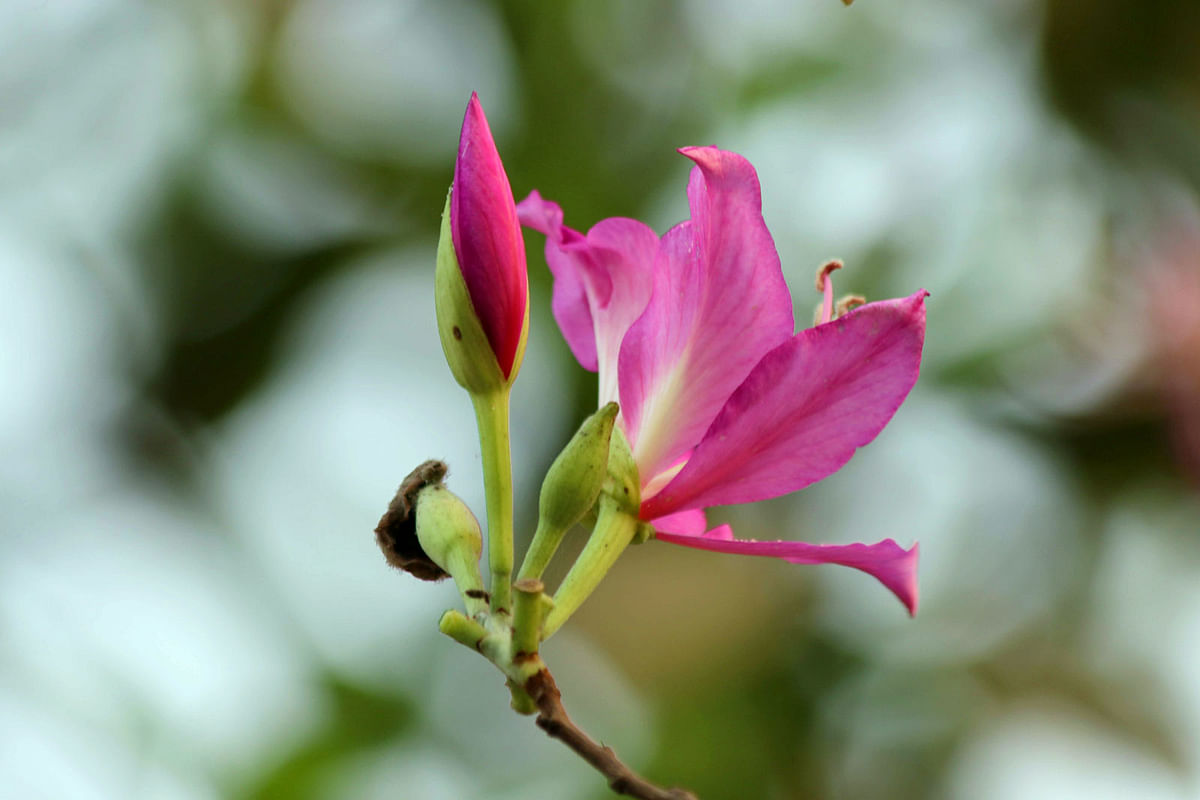 Phanera Variegata (Rakta Kanchan), a flower from the family Fabaceae, blooms on the hills in Perachhara area of Khagrachhari on 27 February.  Photo: Nerob Chowdhury