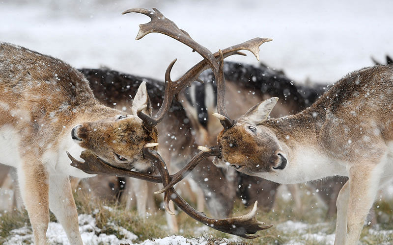 Deer clash antlers as snow falls in Richmond Park in London, Britain, 28 February 2018. Photo: Reuters