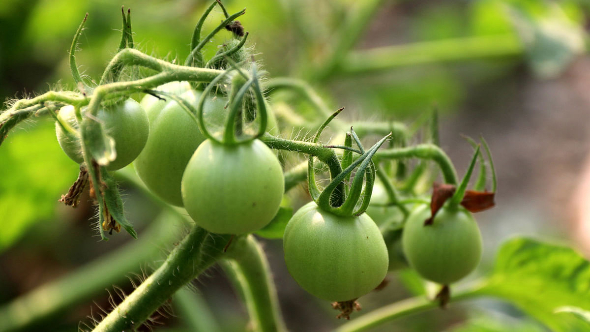 Unripe tomatoes on the vine in Ramnagar, Jessore. Ehsan-ud-Doula takes this photo on 1 March.