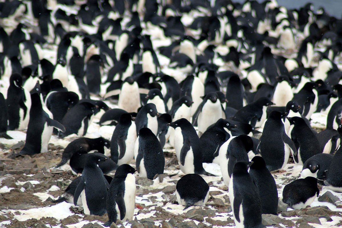 his undated handout photograph released by Louisiana State University on 2 March, 2018, shows Adélie penguins nesting on the Danger Islands, Antarctica. Photo: AFP