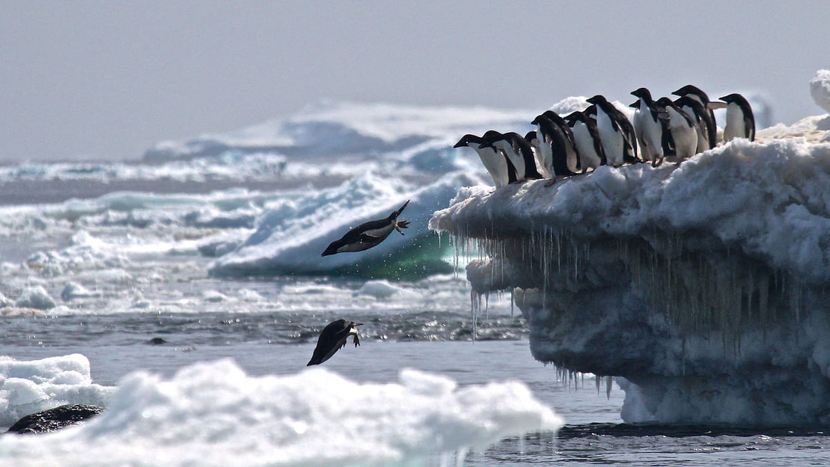 This undated handout photograph released by Stony Brook University/ Louisiana State University on 2 March, 2018, shows Adélie penguins leaping off an iceberg at Danger Islands, Antarctica. Photo: AFP