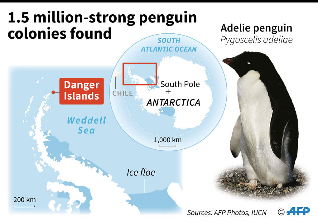 Surprise discovery of 1.5 million Adelie penguins on the remote Danger Islands in east Antarctica. AFP