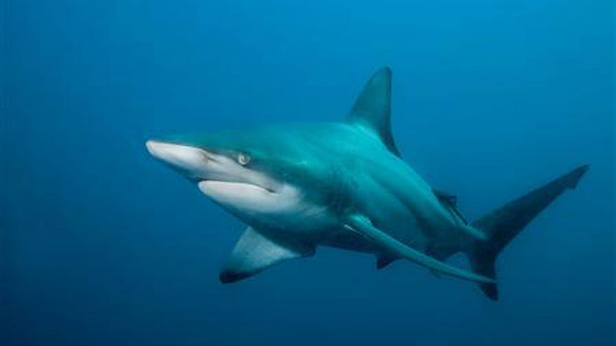 A blacktip shark. Reuters File Photo