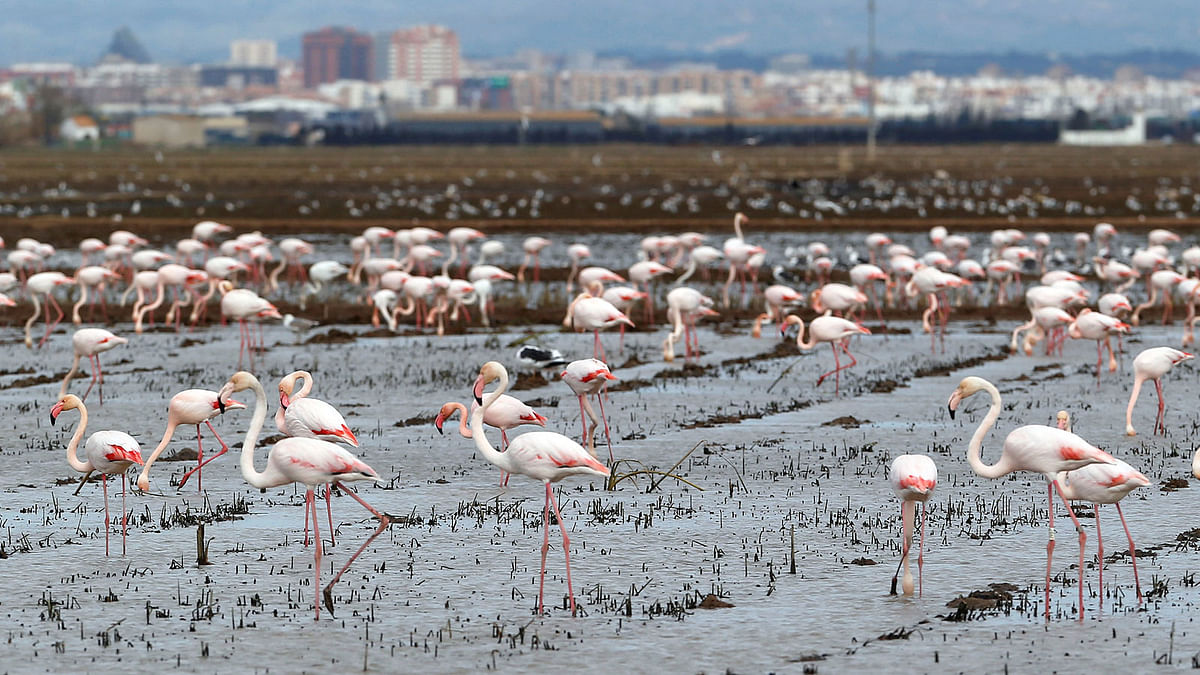 Flamingos search for food at the Albufera Natural Park in Valencia, Spain on 5 March. Photo: Reuters