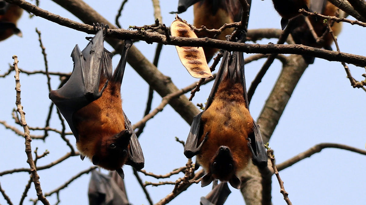 Bats hanging on a tree in Sirajsinga village of Ramnagar upazila of Jessore. Photo taken on 5 March. Photo: Eksan-Ud-Doula