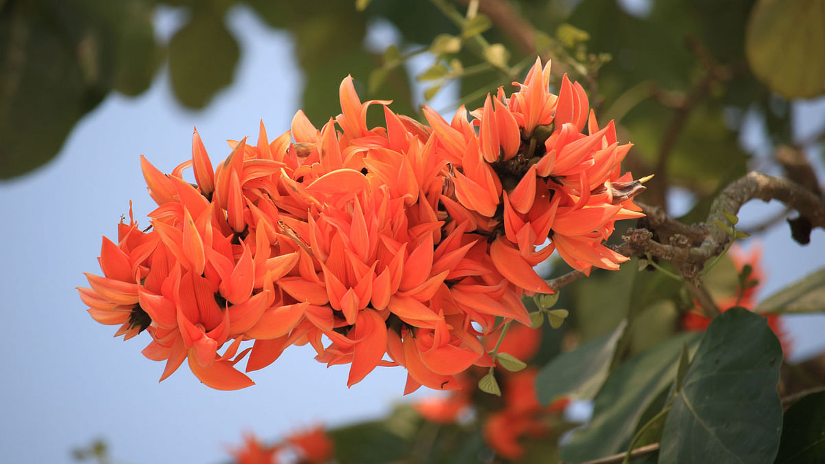 Palash flowers (Butea monosperma). The flower commonly known as Flame-of-the-Forest, captured at Bangladesh Agricultural University in Mymensingh on 4 March. Photo: Mosabber Hossain