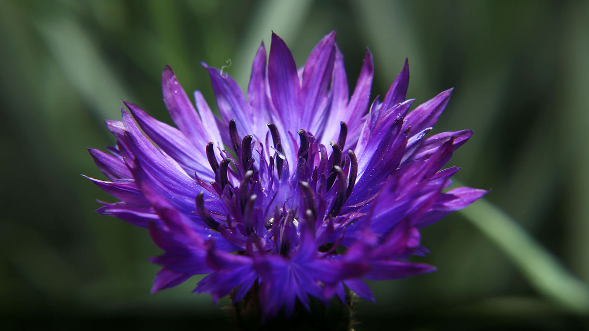 A recent photo shows stunning blue Bachelor`s Button flower, also known as cornflower, blooming in Jahangirnagar University campus area. Photo: Zamiul Islam