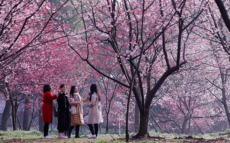 Visitors are seen under blooming cherry blossoms at the East Lake Cherry Blossom Park in Wuhan, Hubei province, China on 9 March. Reuters