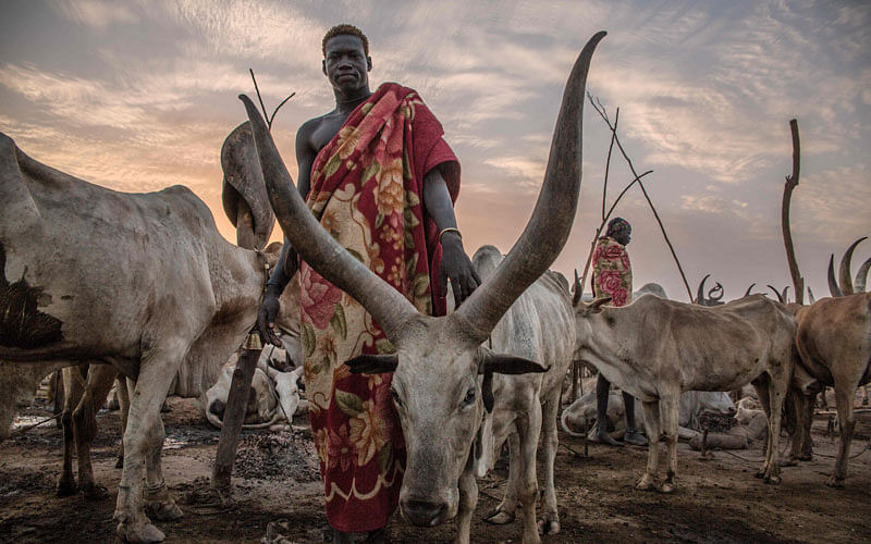 A Sudanese man from Dinka tribe poses between cows in the early morning at their cattle camp in Mingkaman, Lakes State, South Sudan on 4 March. AFP