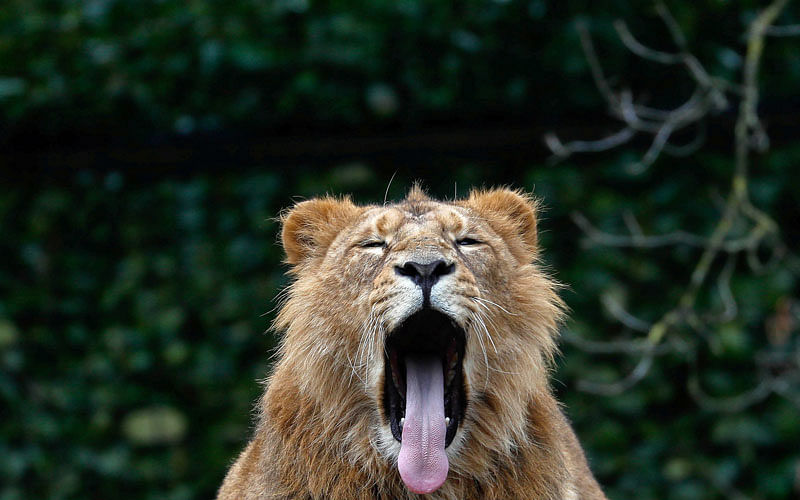 An Asian lion yawns at the Planckendael Zoo in Mechelen, Belgium on 9 March. Reuters