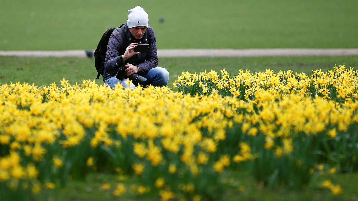 A man photographs daffodils in St James Park in London, Britain on 10 March. Photo: Reuters