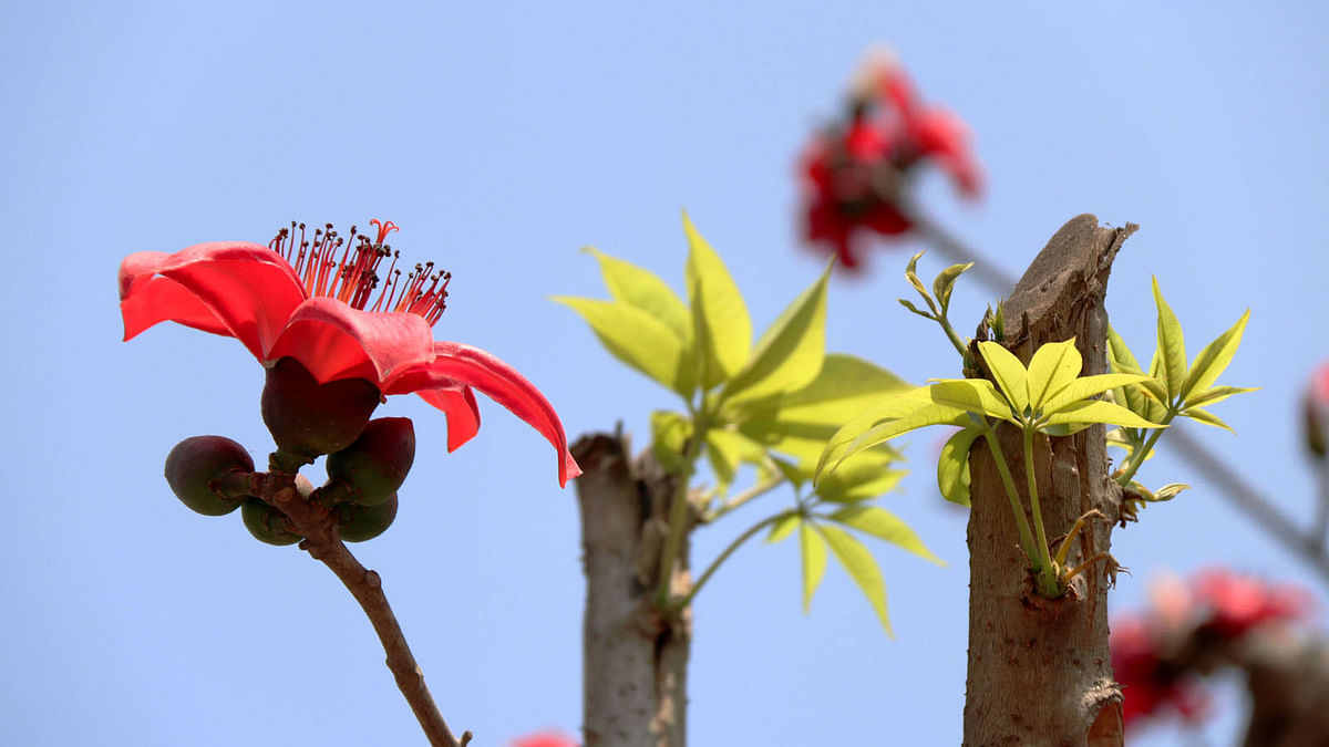 Silk-cotton flower blooms with sprouting new leaves in Basherbada of Ishwardi upazila in Pabna on 10 March. Photo: Hasan Mahmud