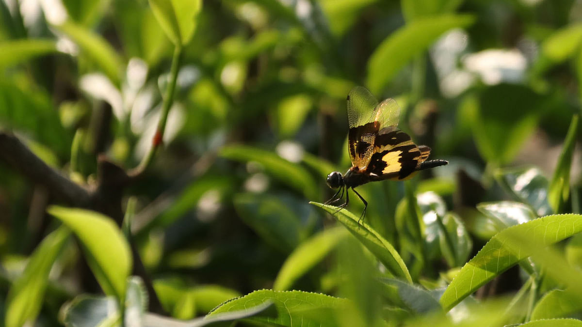 A dragon fly sits on a new tea leaf at Hiluachhara tea garden in Sylhet on 10 March. Photo: Anis Mahmud