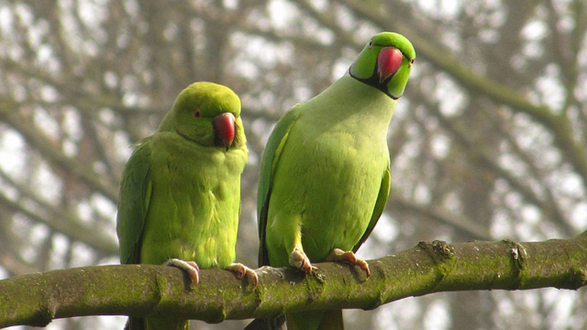 Thousands of rose-ringed parakeets have made their home in the Netherlands over the past five decades. Photo: Flicker