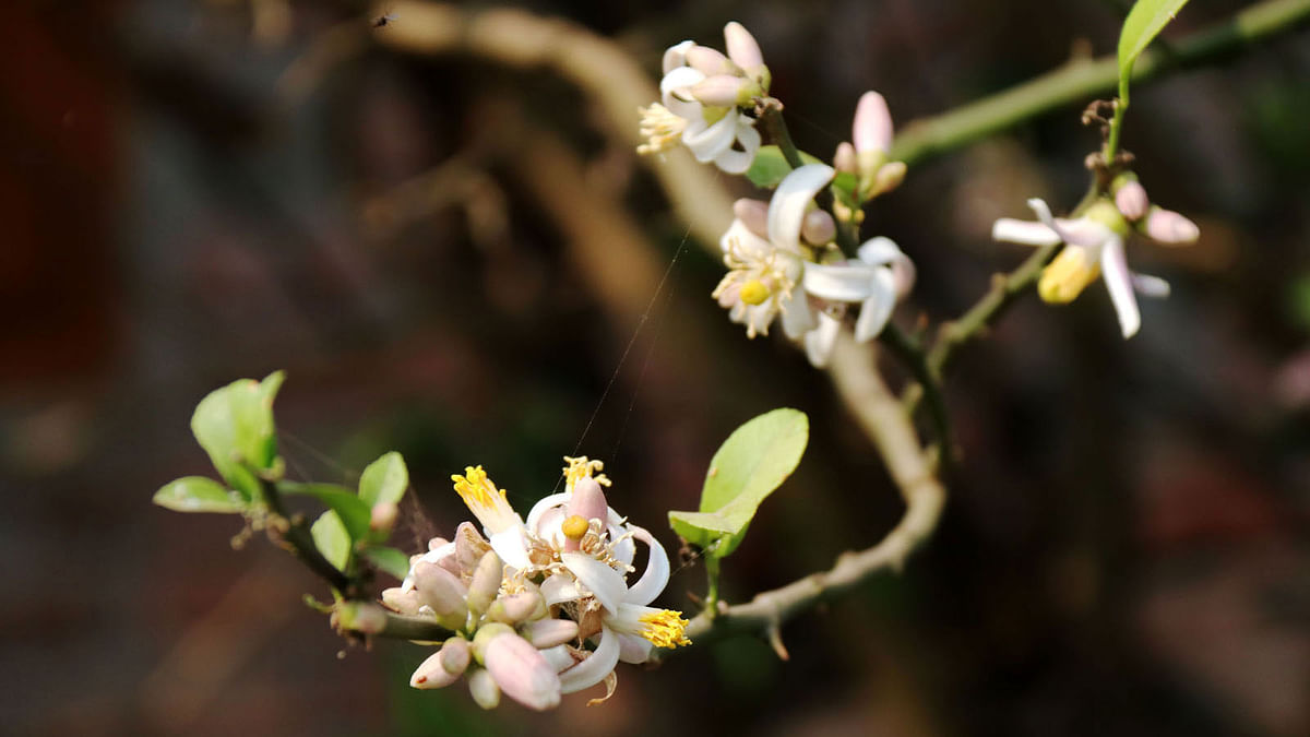 Lemon flowers bloom in Dapunia of Pabna Sadar upazila on 11 March. Photo: Hasan Mahmud