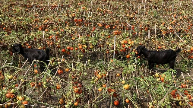 Many farmers did not harvest tomatoes from the field, and let animals eat them. The photo was taken from Bogra Photo : Prothom Alo