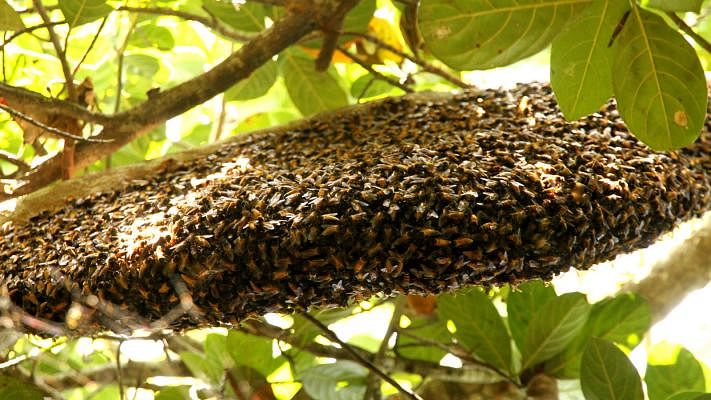 A bee-hive in Sadhanpur, Rangamati. Photo: Supriya Chakma