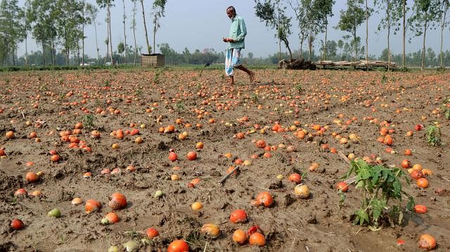 Tomatoes  were wasted in the fields as farmers did not harvest them. The photo was taken from Bogra. Photo : Prothom Alo