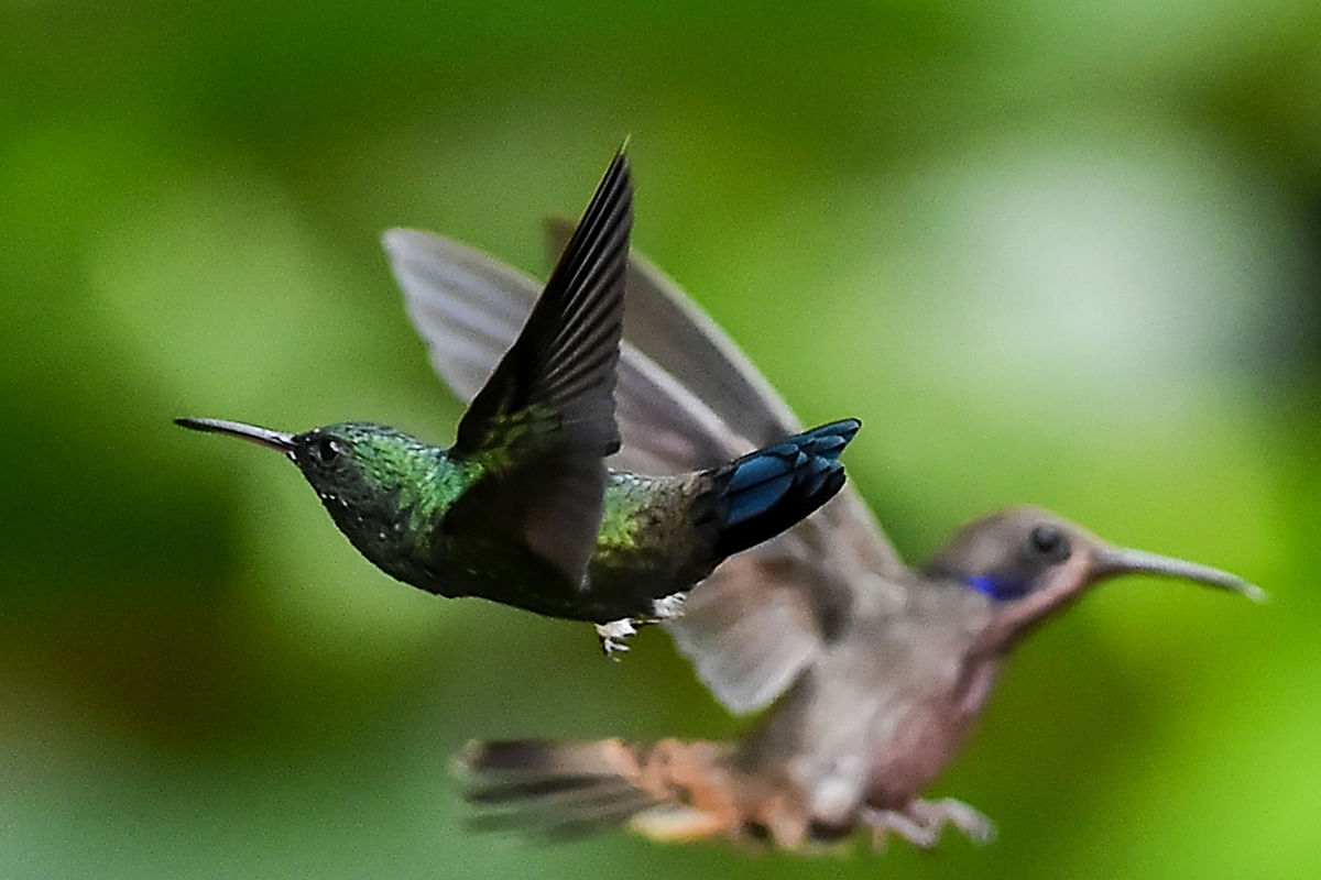 A Steely-vented Hummingbird (L) (Amazilia saucerottei) and a Brown Violetear hummingbird (Colibri delphinae) are photographed at the Cloud Forest of San Antonio, in the rural area of Cali, department of Valle del Cauca, Colombia. Photo: AFP