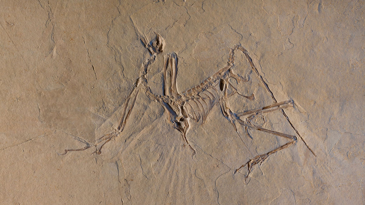 The Munich specimen of the transitional dino-bird Archaeopteryx is shown in this picture taken in 2014 at the European Synchrotron Radiation Facility in Grenoble, France and released on 13 March. Reuters
