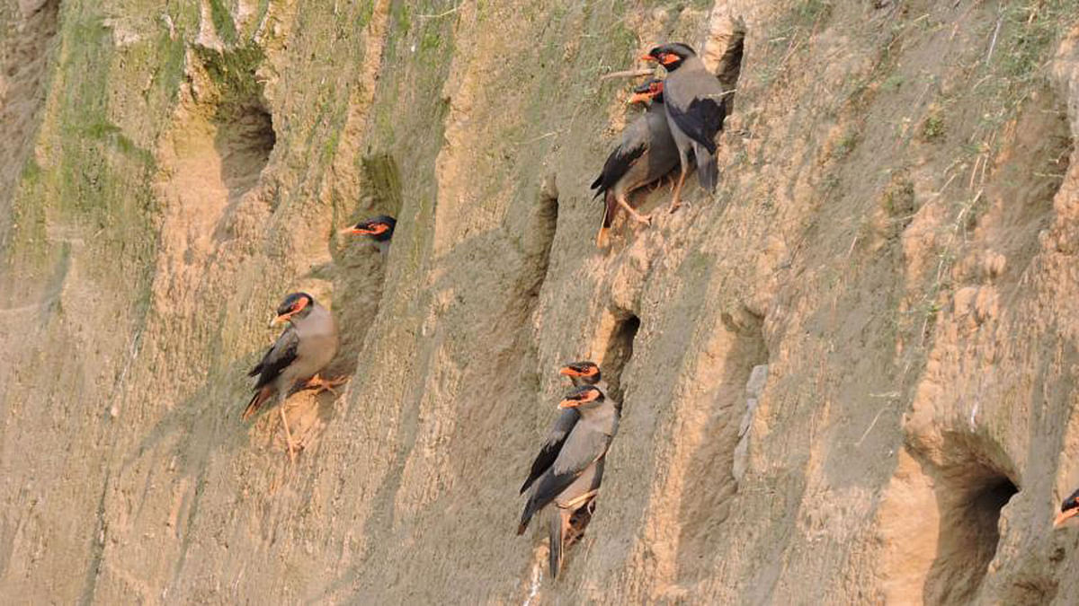 This photo taken in Raaipur, Gangni, Meherpur on 14 March shows a flock of Myna birds built their nest in the mud. Photo: Abu Sayeed