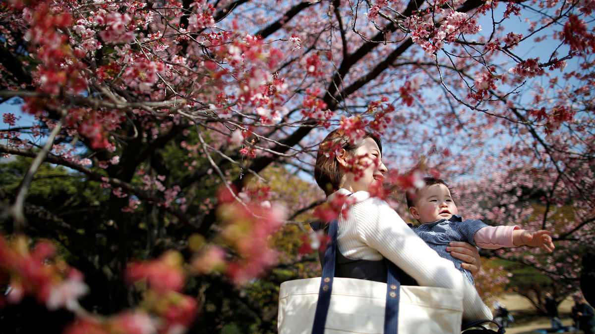 A seven-month-old baby and her mother look at early flowering Kanzakura cherry blossoms in full bloom at the Shinjuku Gyoen National Garden in Tokyo, Japan on 14 March. Photo: Reuters