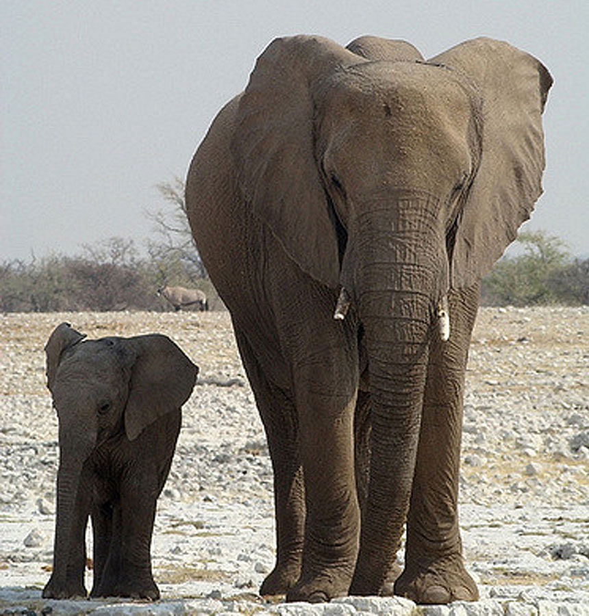 Savanna elephant with calf. Photo: Collected