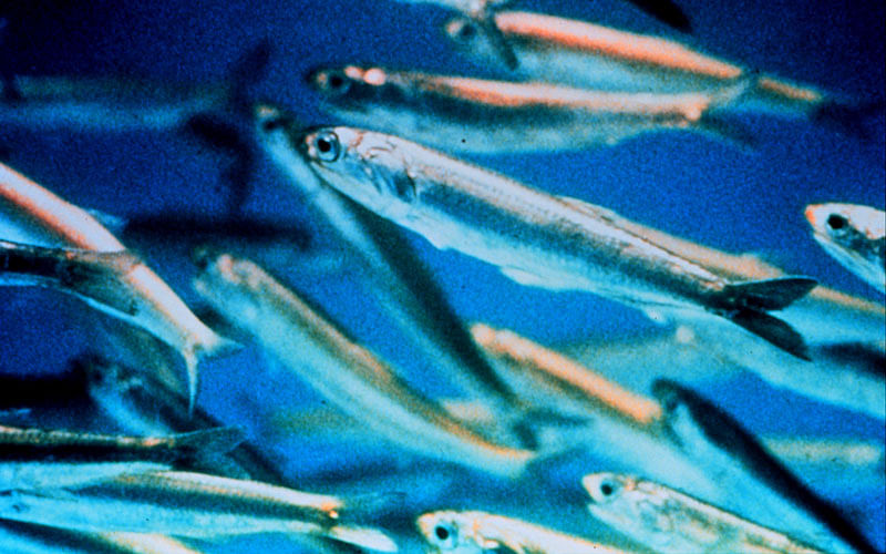 Anchovies are rich in Omega-3 fatty acids. Photo: Collected