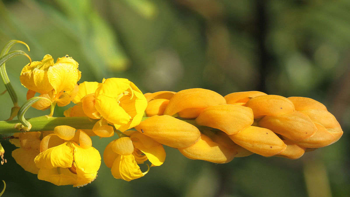Bright yellow flower of Candle Bush, a medicinal plant, in Bodhipur of Rangamati. The photo is taken on 16 March. Photo: Supriya Chakma
