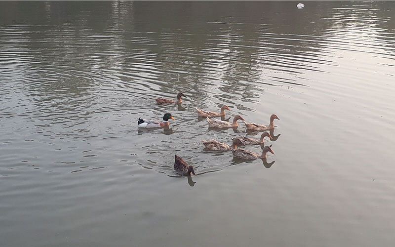 Flock of ducks swim in Phooljor river in Raiganj upazila of Sirajganj on 17 March 2018. Photo: Sajedul Alam.