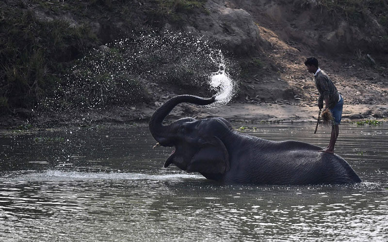 An Indian mahout stands on his elephant as it washes itself after forestry officials conducted a census of one horn rhinos at the Pobitora Wildlife Sanctuary, some 45km from Guwahati on 18 March. Photo: AFP