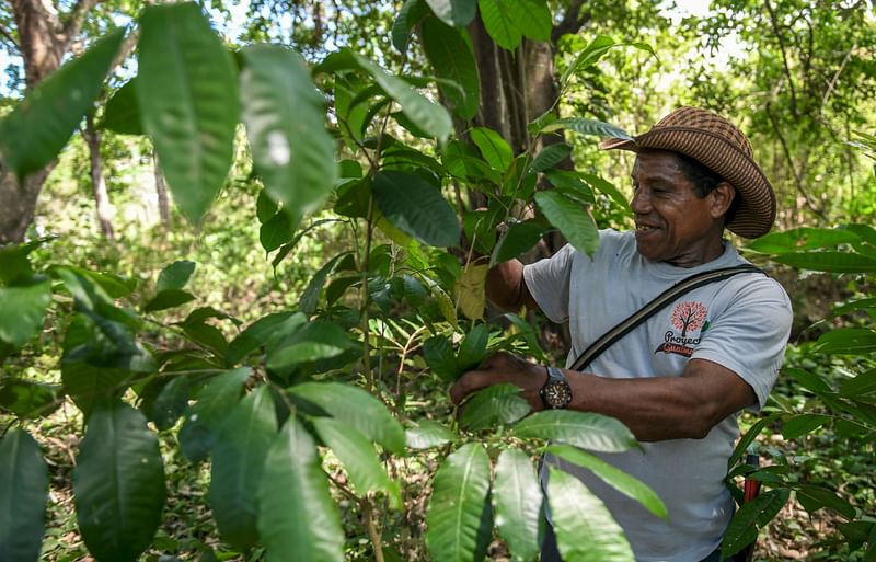 Hernan Castrillo Moscote works at a Guaimaro (Brosimum alicastrum) trees plantation in Dibulla, La Guajira department, Colombia on 28 February, 2018. Photo: AFP