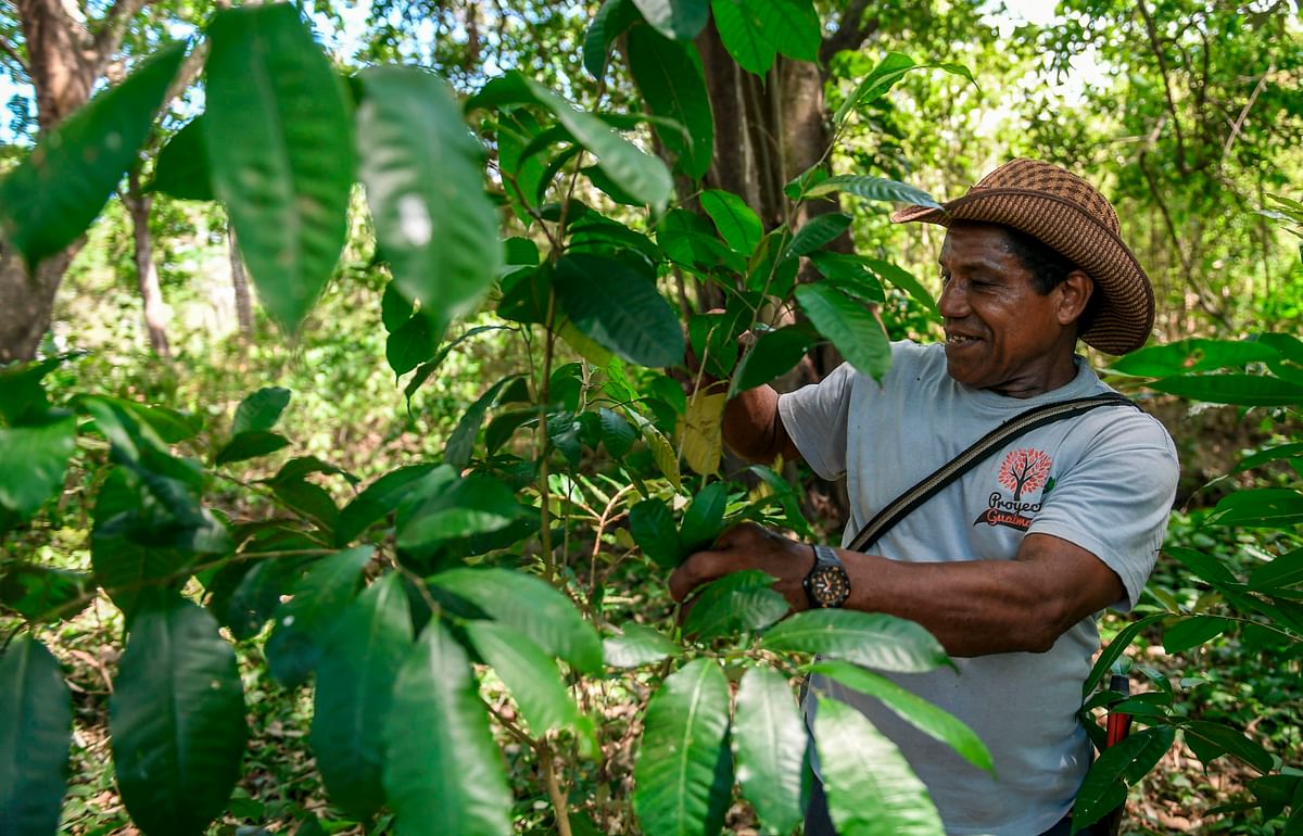 Hernan Castrillo Moscote works at a Guaimaro (Brosimum alicastrum) trees plantation in Dibulla, La Guajira department, Colombia on 28 February, 2018. Photo: AFP