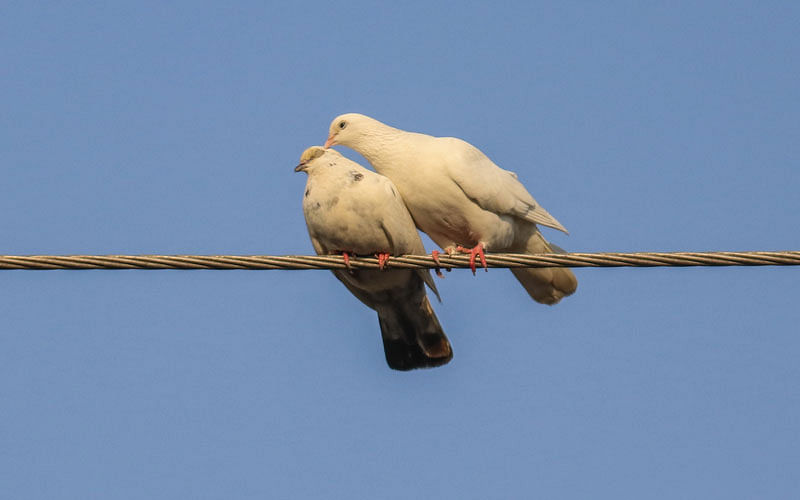A pair of pigeons is sitting on the electric wire in Mujgunni area of Khulna on 19 March. Photo: Saddam Hossain