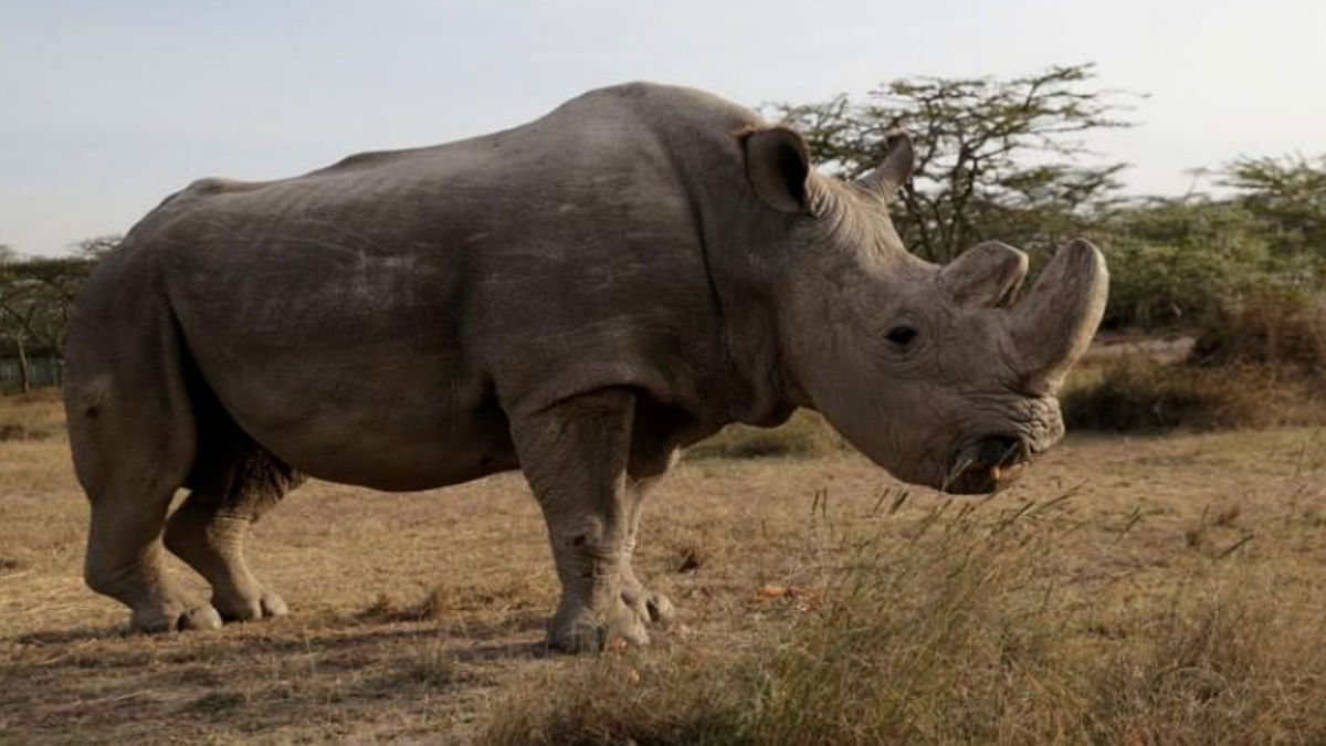 The last surviving male northern white rhino named `Sudan` is seen at the Ol Pejeta Conservancy in Laikipia, Kenya on 18 June 2017. -- Reuters