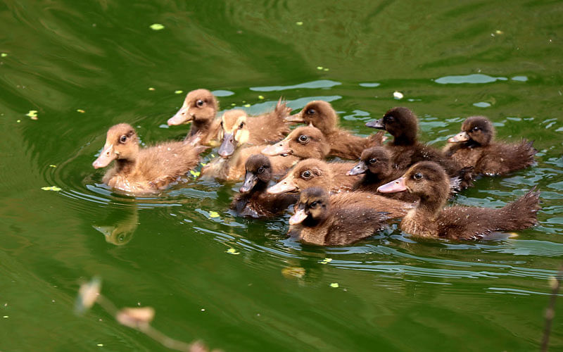 A flock of duckling plays in the water in Babupara area of Ishwardi upazila in Pabna on 19 March. Photo: Hasan Mahmud