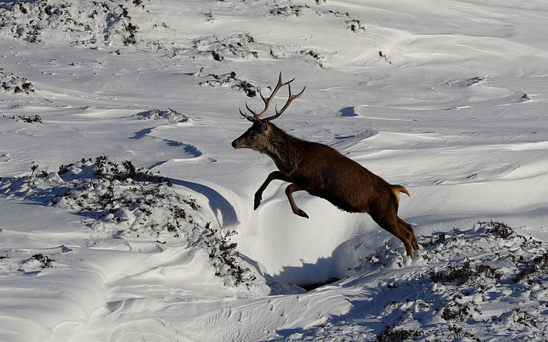 A red deer stag leaps in the snow in Glenshee, Scotland, Britain on 19 March. Photo: Reuters